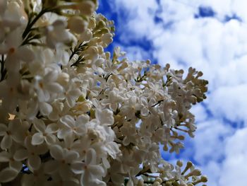 Close-up of cherry blossom tree