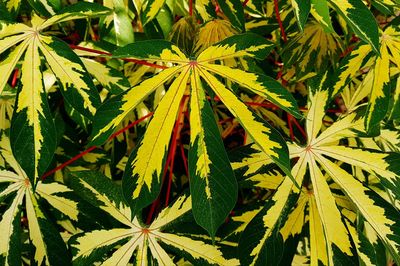 Full frame shot of fresh green leaves