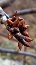 Close-up of pine cone