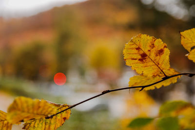 Close-up of yellow maple leaves against blurred background