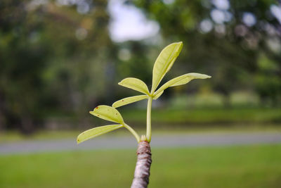 Close-up of flower buds growing outdoors