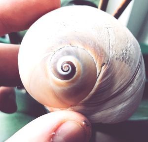 Close-up of snail on human hand