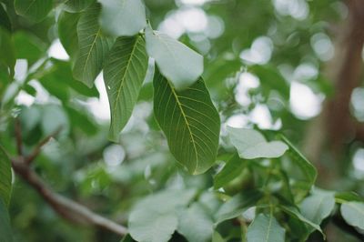 Close-up of leaves against blurred background