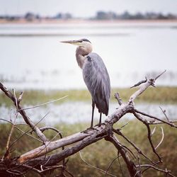 Bird perching on railing