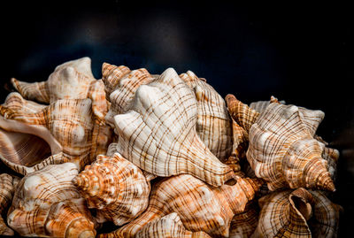 Large beautiful shaped sea snail shells lie piled up for sale in a dark box