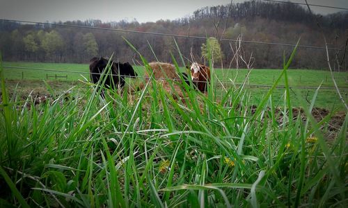 Wet grass on field