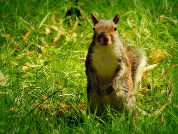 Close-up of squirrel on field