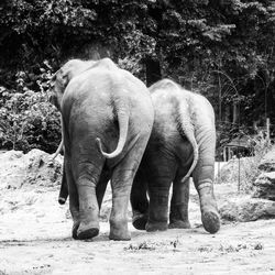 Elephant standing outdoors