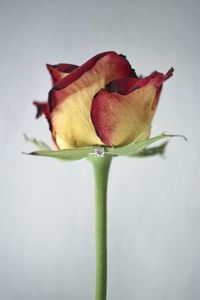 Close-up of rose against white background