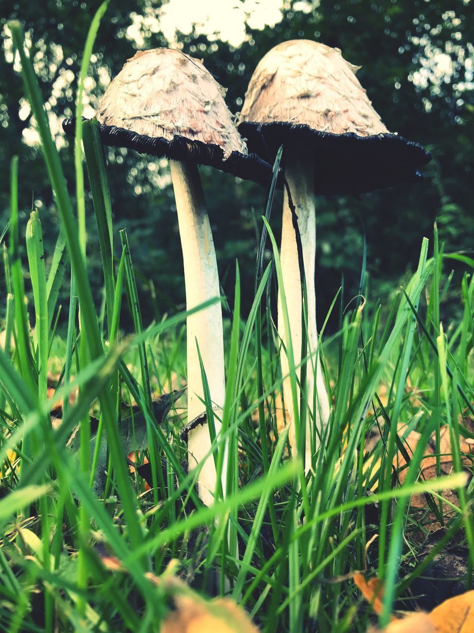 CLOSE-UP OF MUSHROOMS ON FIELD