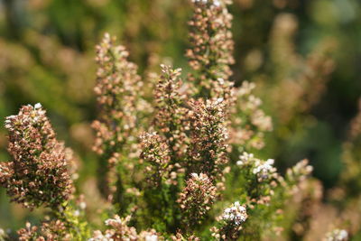 Close-up of flowering plants on field