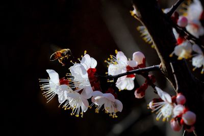 Close-up of flowers on tree