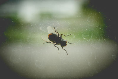Close-up of spider on web