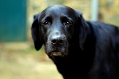 Close-up portrait of dog