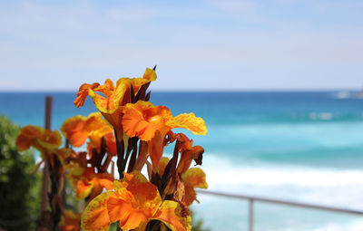 Close-up of yellow flowers blooming by sea against sky