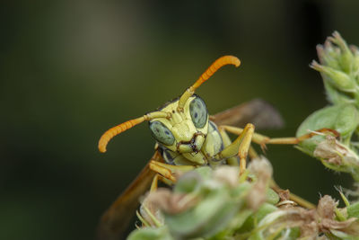 Close-up of insect on flower