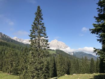 Pine trees in forest against sky