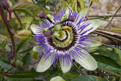 Close-up of purple flower in bloom