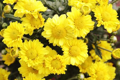 Close-up of yellow flowering plants