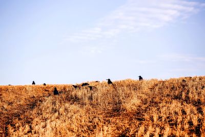 Rooks jackdaws and crows in an autumnal field with a blue sky