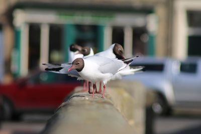 Close-up of seagull perching on railing