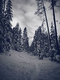 Snow covered pine trees in forest against sky