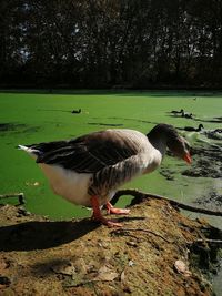 Close-up of duck on lake