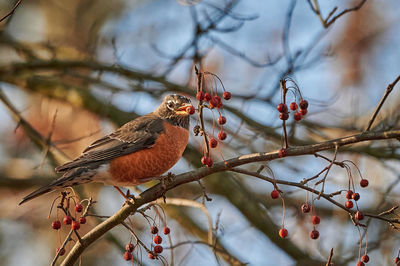 Robin feeding on  berry