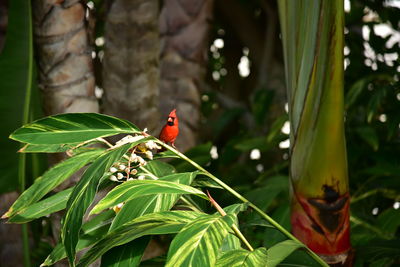 Cardinal perching on plant