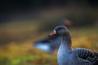 Close-up of bird