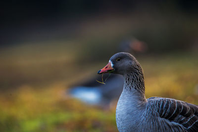 Close-up of greylag goose