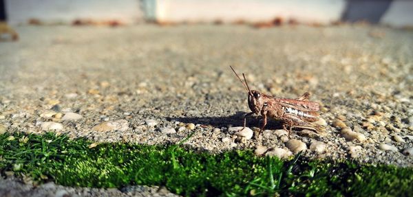 Close-up of butterfly on ground