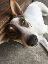 Close-up portrait of a dog