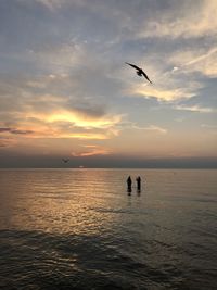 Silhouette birds flying over sea against sky