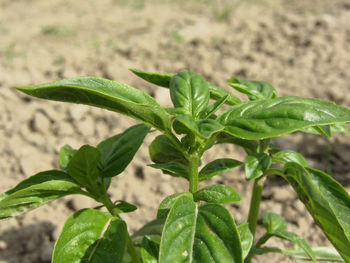 Close-up of fresh green plant