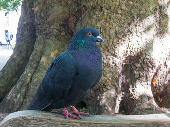 Close-up of bird perching on tree