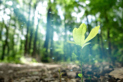 Close-up of plant growing on land