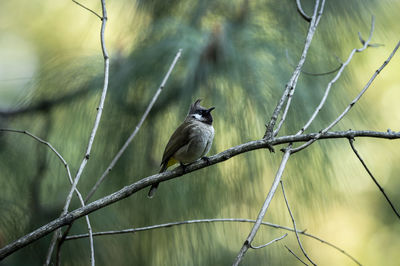 Bird perching on a fence