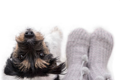 Close-up of dog against white background