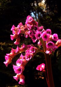 Close-up of pink flowers