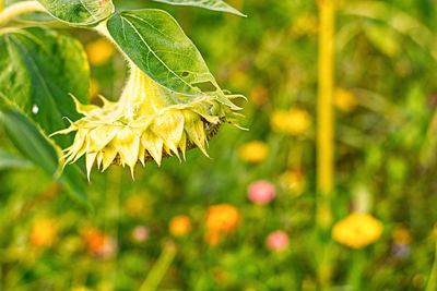 Close-up of yellow leaves on plant