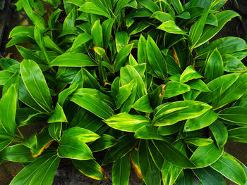 High angle view of green leaves on plant