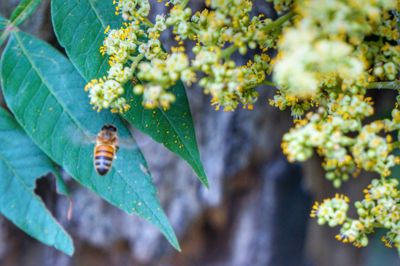 Close-up of bee hovering by flowers