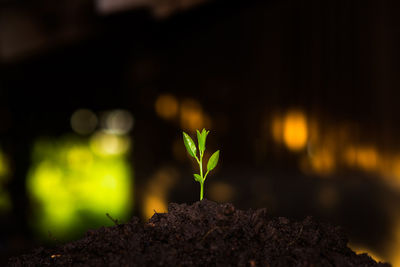 Close-up of small plant growing outdoors