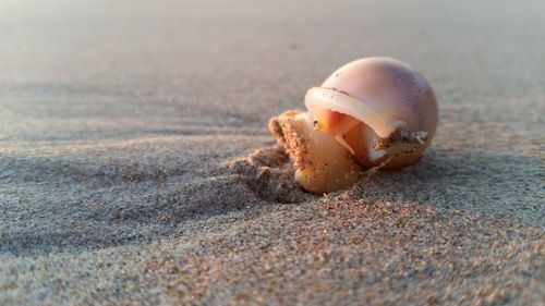 Close-up of shell on beach