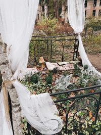 Plants growing by railing