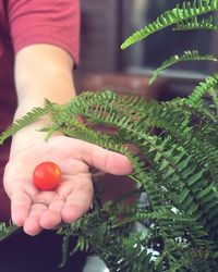 Close-up of hand holding berries