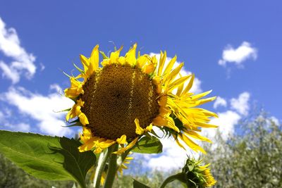 Low angle view of sunflower blooming on field against sky