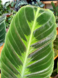 Close-up of green leaves