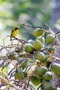 Bird perching on tree